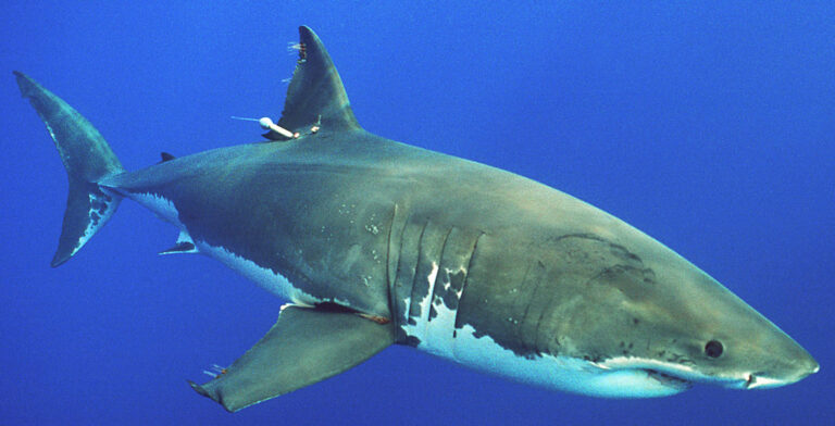 Unveiling the Secrets: Surprising Facts about Sharks